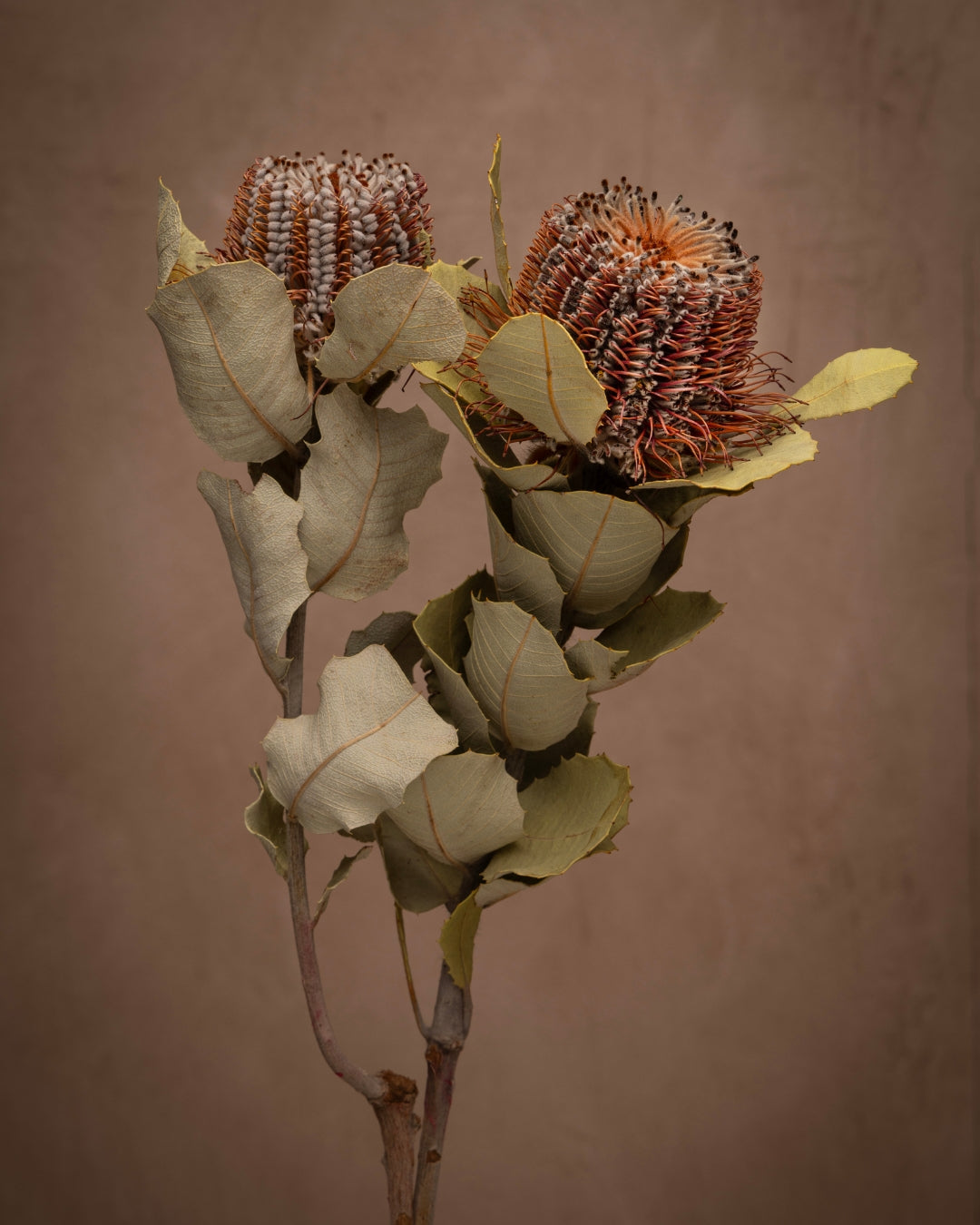 Whimsical flowers, Banksia Coccinea, is fun and unusual in both texture and shape.