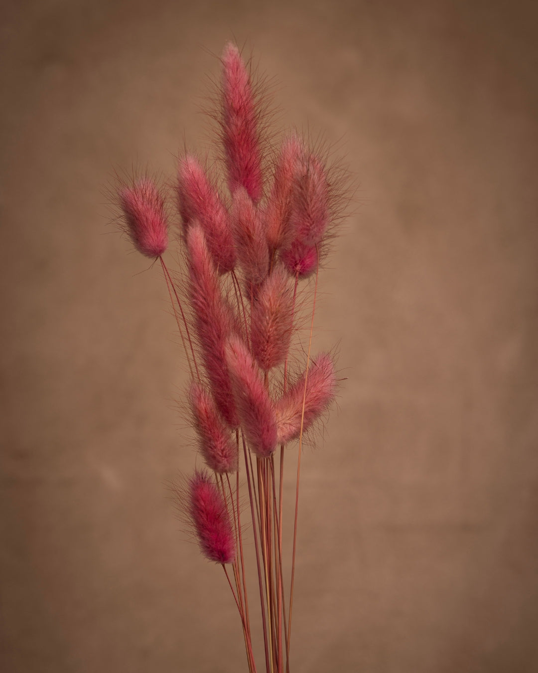 Soft and Fuzzy just like the name. Bright in color. Long and short stems.