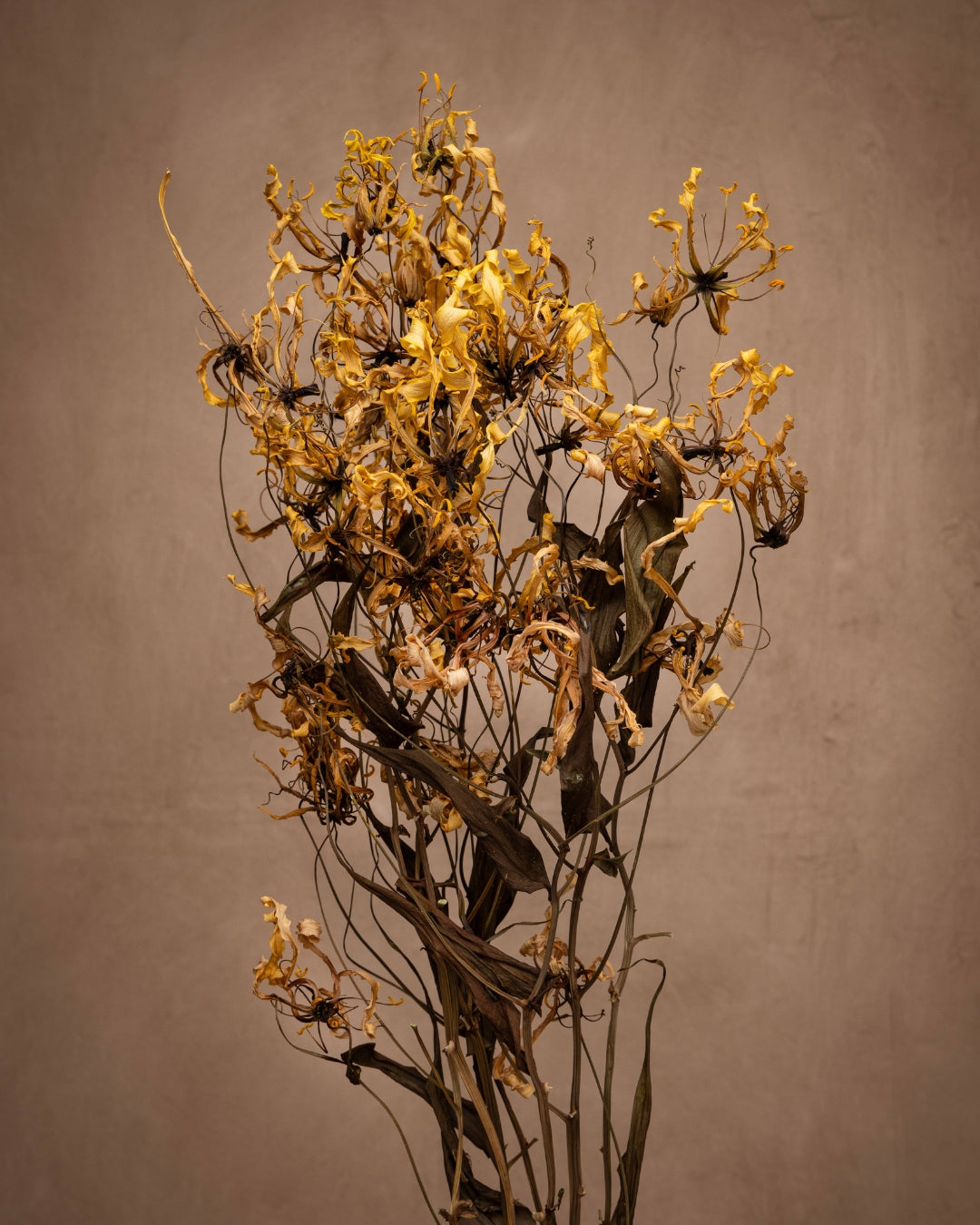This striking cultivar stands out with its unique exotic pale yellow flowers that display a dramatic reflexed shape, resembling a flame in motion. With tendrils at the tips of its leaves aiding in a stunning visual contrast.