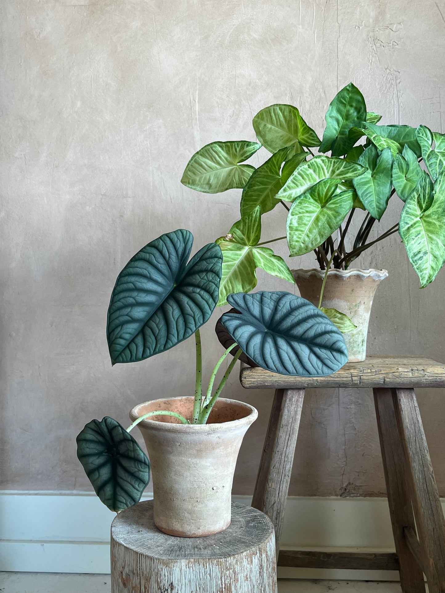 Green Plant in Moss-covered Terra Cotta Planter