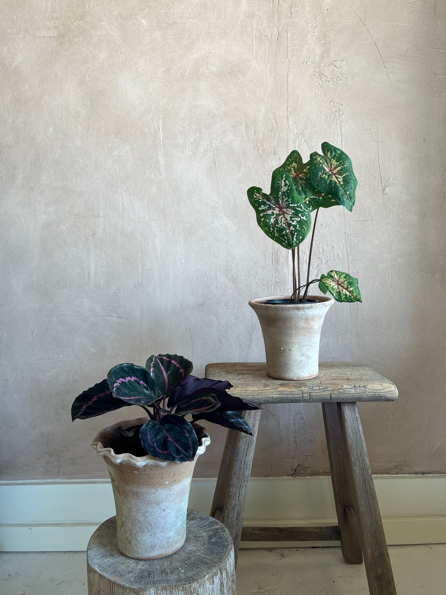 Green Plant in Moss-covered Terra Cotta Planter