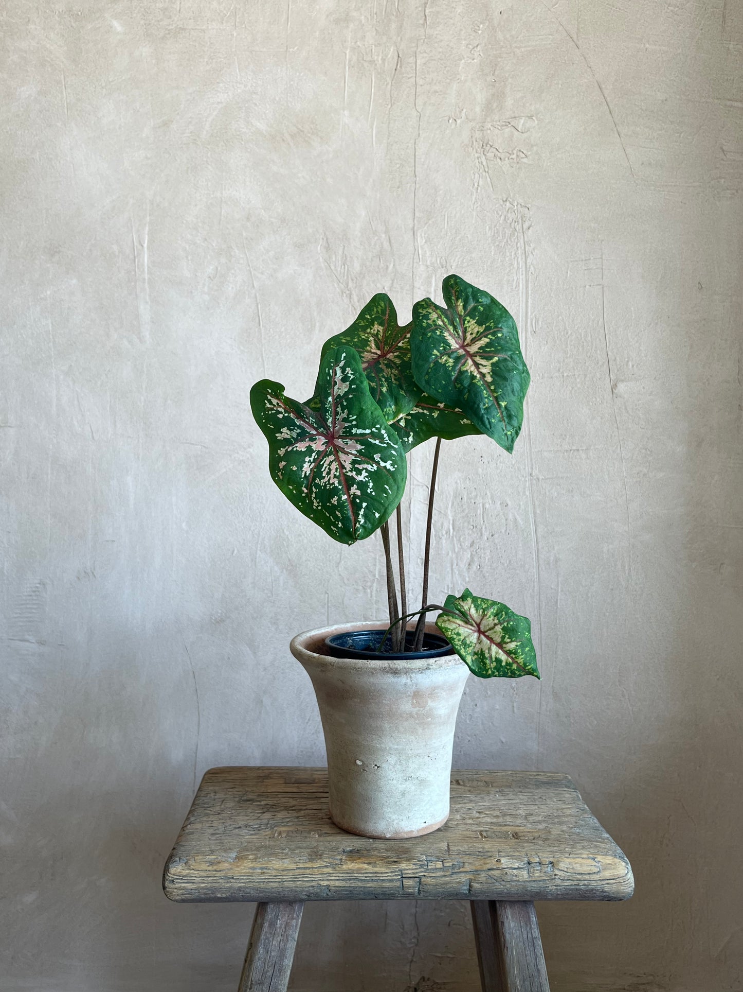 Green Plant in Moss-covered Terra Cotta Planter