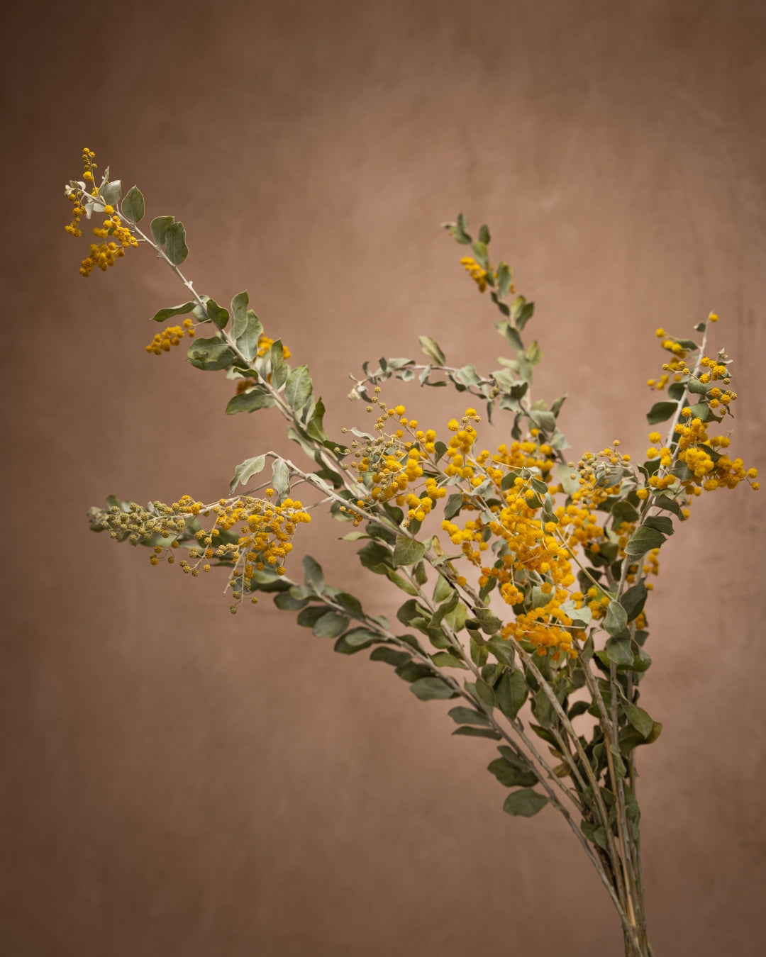 A perennial plant featuring delicately split greyish-green leaves and bright yellow blossoms, grown in groups of small spheres resembling fluff from a baby duck's coat.