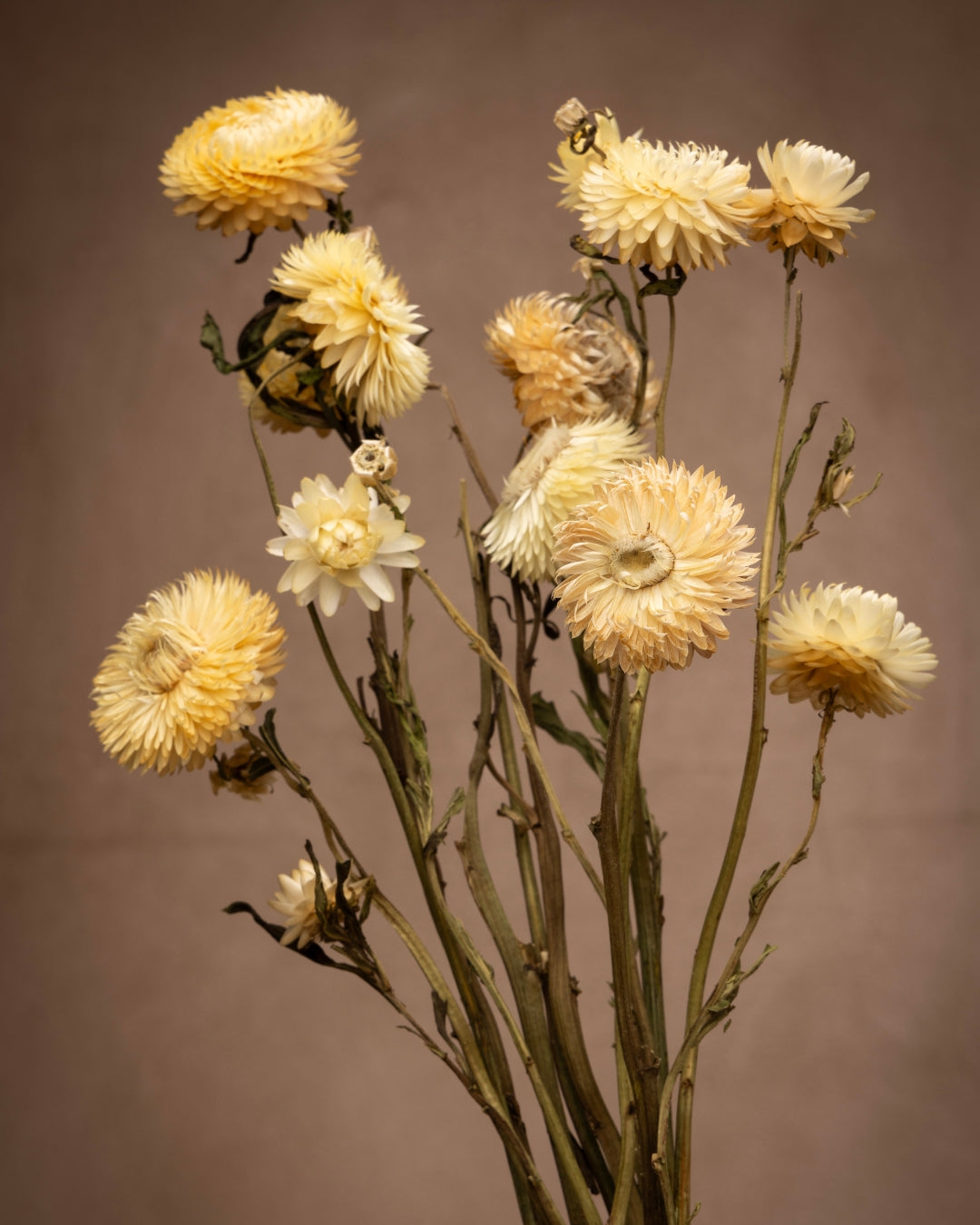 Colorful, daisy-like flowers with long-lasting, papery blooms in pink, red, yellow, purple, and orange shades. Also called "everlasting flowers" for their vibrant hue and shape when dried.