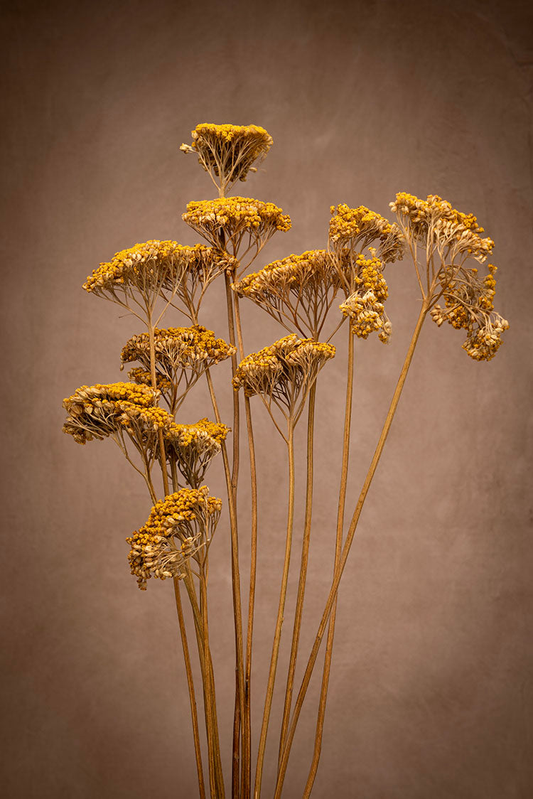 Enhance your decor with our highest quality dried yellow Achillea flowers. Perfect for adding warmth and style to any space. Expertly delivered for long-lasting beauty. Golden-yellow frilly flower heads on tall stems with delicate foliage, growing in clusters.