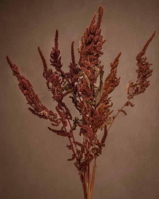 This feathery tip floral adds texture to any arrangement or space.