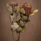 Whimsical flowers, Banksia Coccinea, is fun and unusual in both texture and shape.