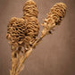 Distinctive beehive-like flower structure. While this is a tropical flower it gives off a softer feel when dried. The bracts offer oval shape similar to a beehive. A statement flower to your arrangement.