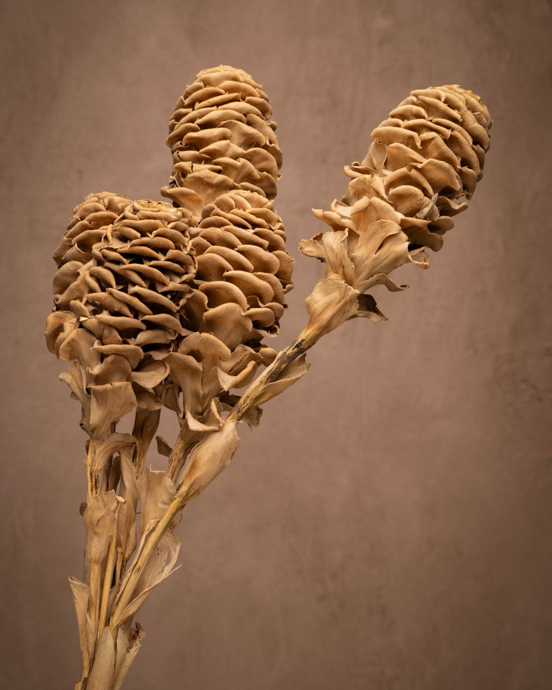 Distinctive beehive-like flower structure. While this is a tropical flower it gives off a softer feel when dried. The bracts offer oval shape similar to a beehive. A statement flower to your arrangement.