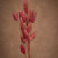 Soft and Fuzzy just like the name. Bright in color. Long and short stems.