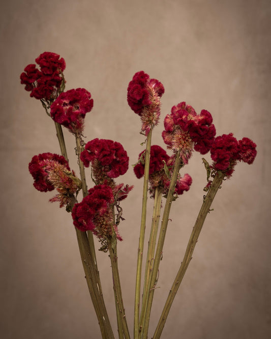These flower heads are dense and undulating, with a velvety texture, and crested (like a coral). Make this your leading lady.