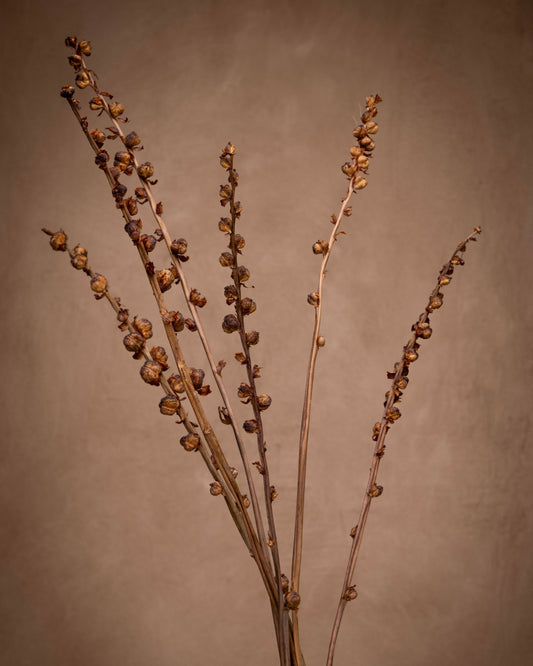 Crocosmia Pods a tropical, add a touch of earthy brown tones and seed pod structure to your bouquet or centerpiece.