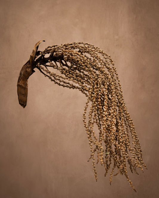 This unique fruiting piece comes from the Palm family. It creates quite the drama as it drapes down with a waterfall effect.