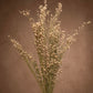 Add texture with Ginestra Flowers (Scotchbroom)! Slender stems, and petite flowers make this a unique filler. Lush and lovely, stems have multiple blooms.