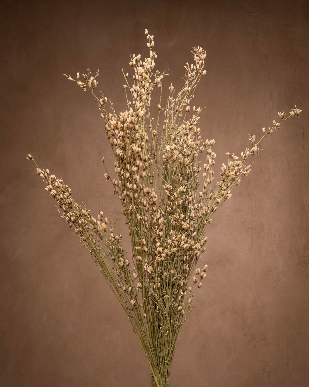 Add texture with Ginestra Flowers (Scotchbroom)! Slender stems, and petite flowers make this a unique filler. Lush and lovely, stems have multiple blooms.