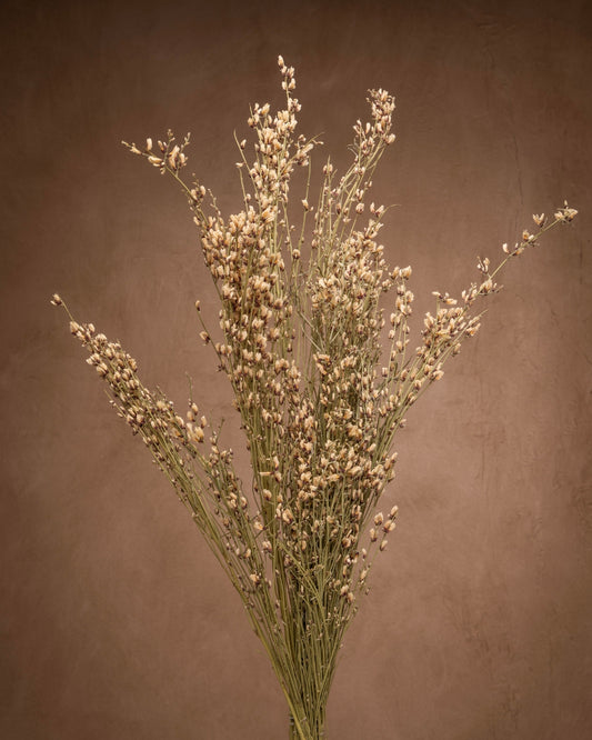 Add texture with Ginestra Flowers (Scotchbroom)! Slender stems, and petite flowers make this a unique filler. Lush and lovely, stems have multiple blooms.