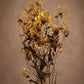 This striking cultivar stands out with its unique exotic pale yellow flowers that display a dramatic reflexed shape, resembling a flame in motion. With tendrils at the tips of its leaves aiding in a stunning visual contrast.