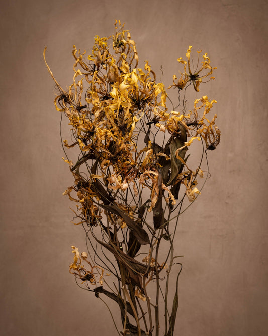 This striking cultivar stands out with its unique exotic pale yellow flowers that display a dramatic reflexed shape, resembling a flame in motion. With tendrils at the tips of its leaves aiding in a stunning visual contrast.