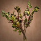 Holly is a tree-shrub hybrid with thick, leathery leaves featuring serrated edges and spiky tips. This variation boasts red berries and its evergreen status has led to a mystical reputation throughout time. This versatile decor adds a festive touch to any arrangement or wreath.