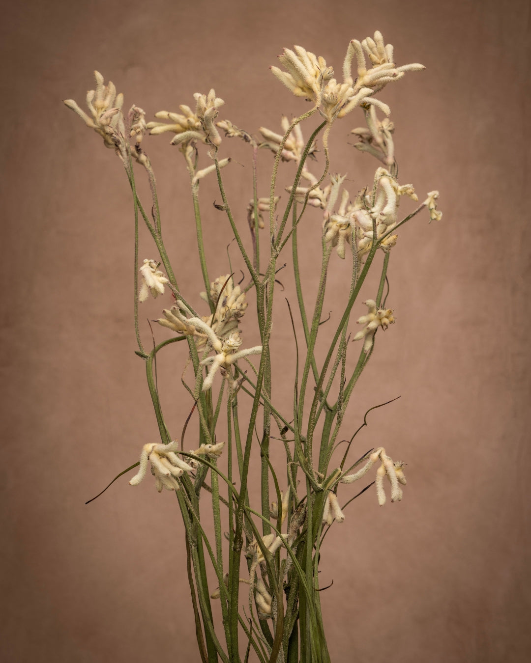 Kangaroo paws are used to symbolize uniqueness and individuality. Great for Ikebana arrangements, or adding a bit of a delicate architecture for your creative spirit.