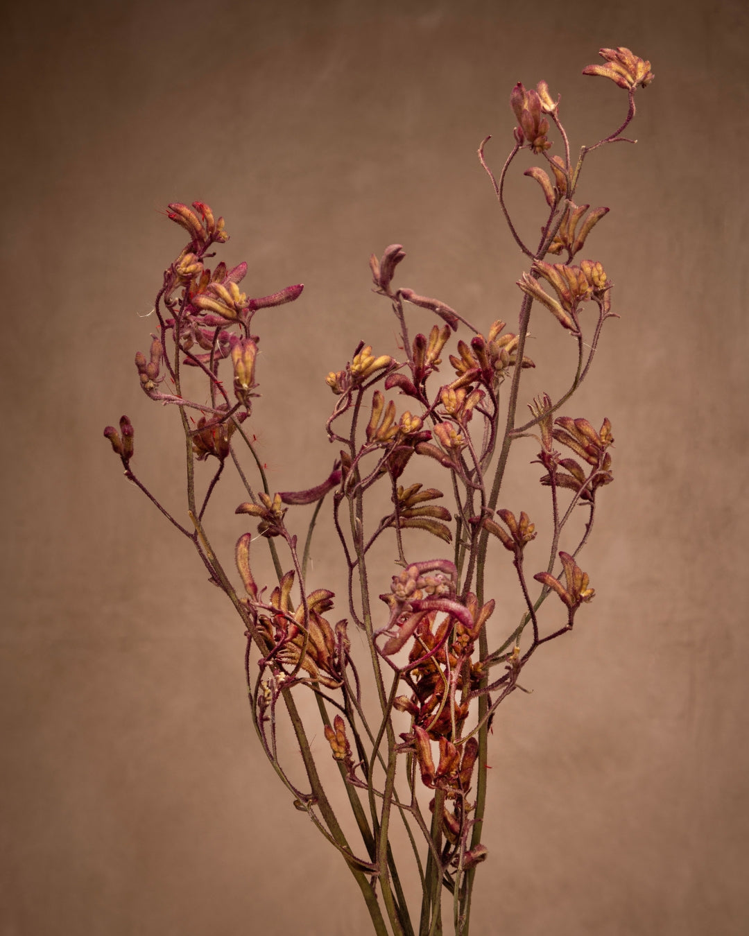Kangaroo paws are used to symbolize uniqueness and individuality. Great for Ikebana arrangements, or adding a bit of a delicate architecture for your creative spirit.