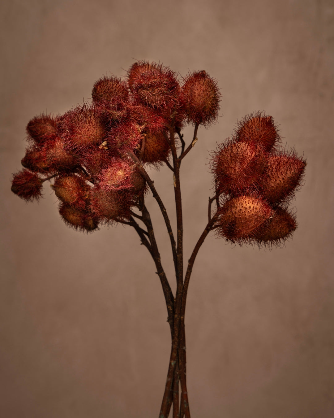 The scarlet fruit is densely cloaked with long bristles adding a burst of distinction to your design.