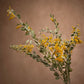 A perennial plant featuring delicately split greyish-green leaves and bright yellow blossoms, grown in groups of small spheres resembling fluff from a baby duck's coat.