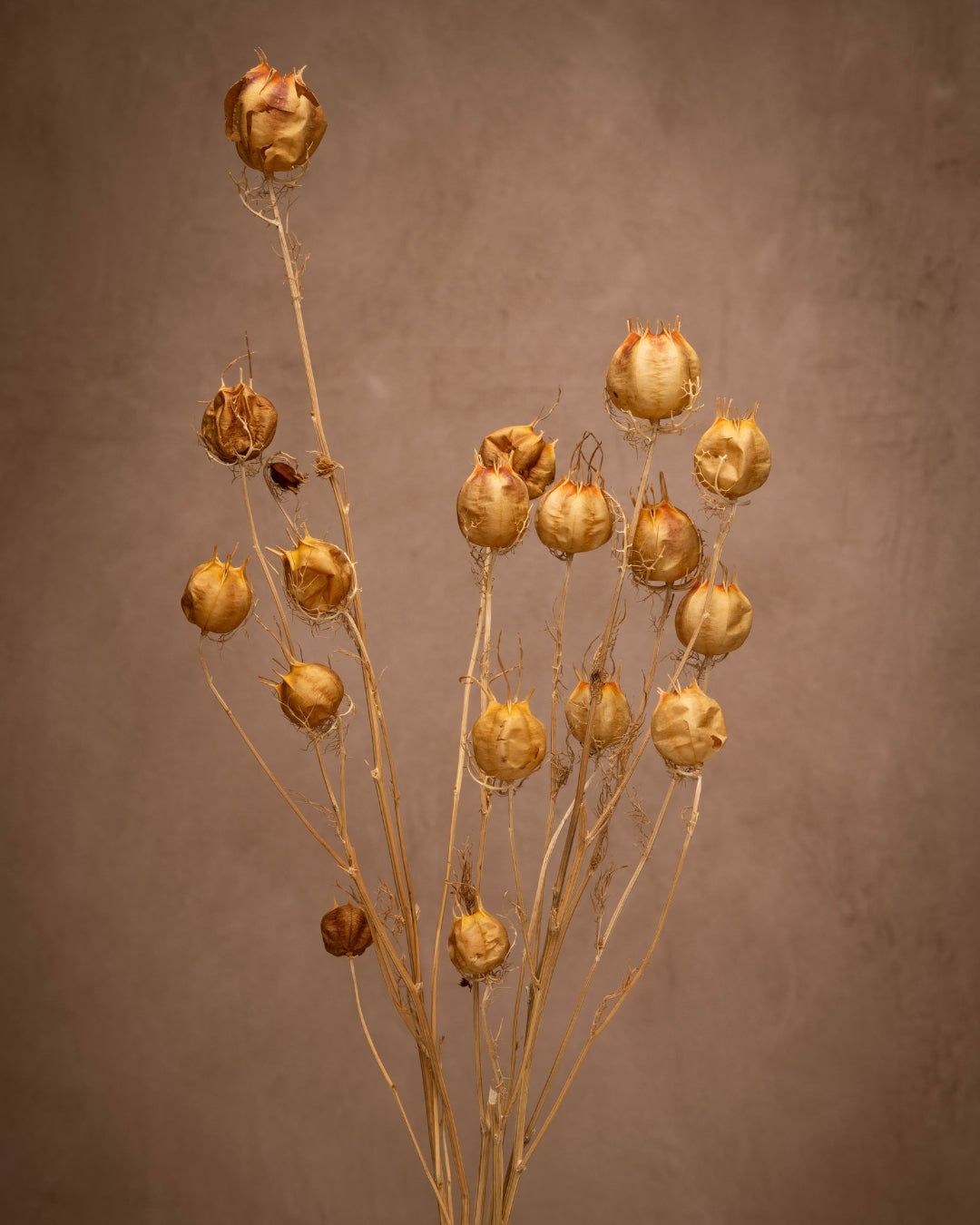 Add some whimsy to your bouquets with Nigella Pods. Pods on a fuzzy, dill-like vine, creating a unique and playful texture. Perfect for rustic-inspired arrangements with foliage.
