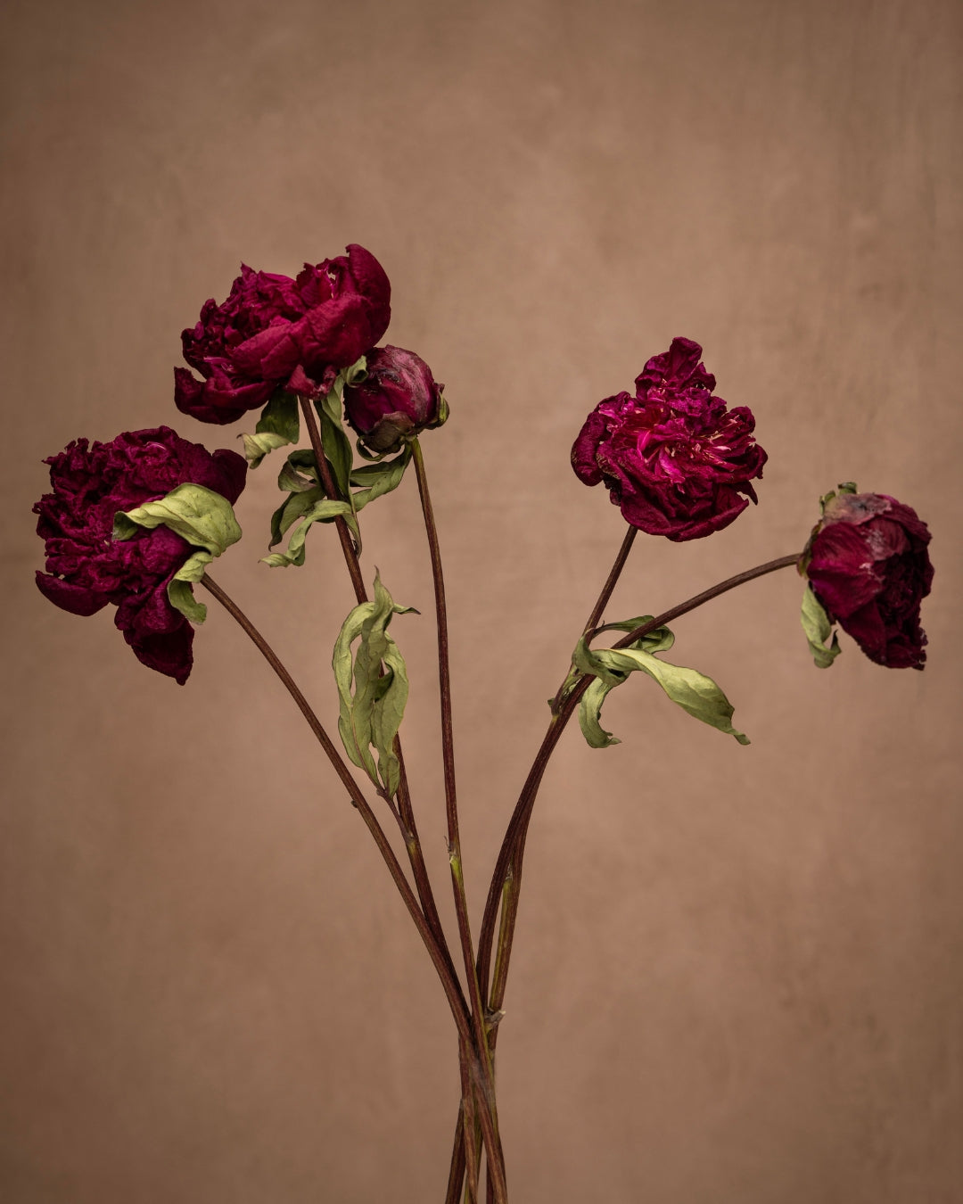 Peter Brand, the beloved Peony with stunning 6-inch, fully-double blooms that transform from deep-red to purple-red as they age and dry, giving them a feathery and sumptuous appearance. It's the perfect focal point for any design.