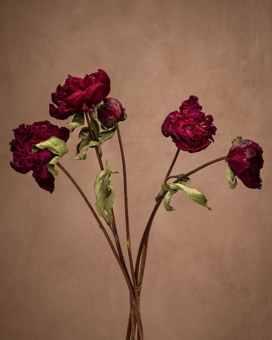 Peter Brand, the beloved Peony with stunning 6-inch, fully-double blooms that transform from deep-red to purple-red as they age and dry, giving them a feathery and sumptuous appearance. It's the perfect focal point for any design.