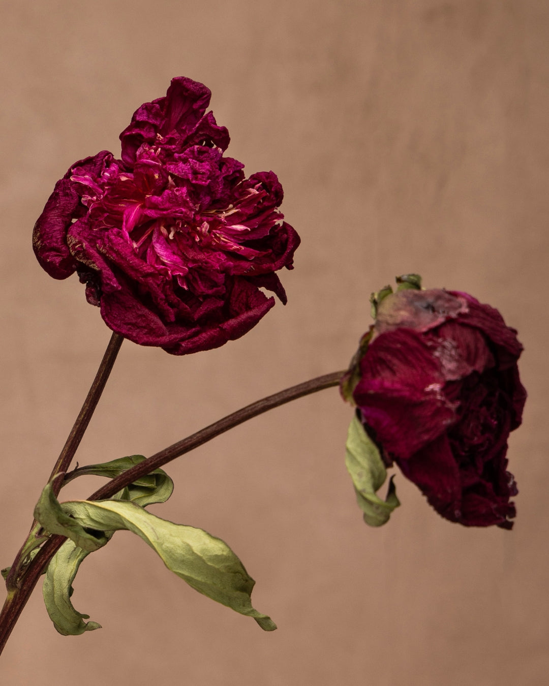 Peter Brand, the beloved Peony with stunning 6-inch, fully-double blooms that transform from deep-red to purple-red as they age and dry, giving them a feathery and sumptuous appearance. It's the perfect focal point for any design.
