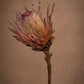 Protea laurifolia 'Rose Mink' with gray-green laurel-like leaves. Large flowers heads appearing silvery-pink bacts tipped with black and white hairs. This one is Captivating!