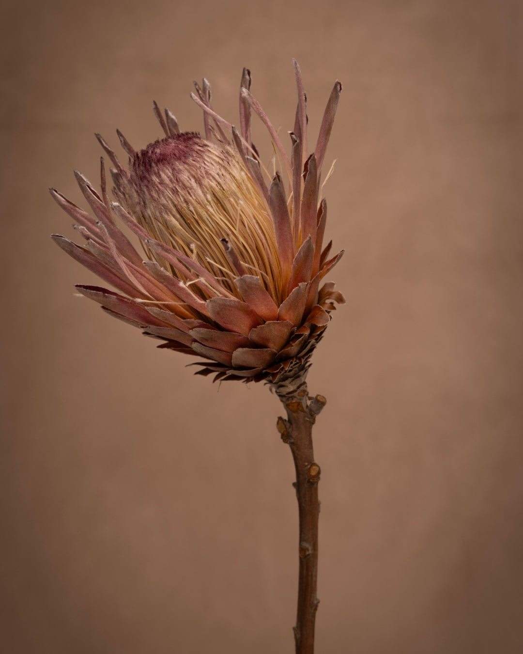 Protea laurifolia 'Rose Mink' with gray-green laurel-like leaves. Large flowers heads appearing silvery-pink bacts tipped with black and white hairs. This one is Captivating!