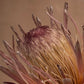Protea laurifolia 'Rose Mink' with gray-green laurel-like leaves. Large flowers heads appearing silvery-pink bacts tipped with black and white hairs. This one is Captivating!