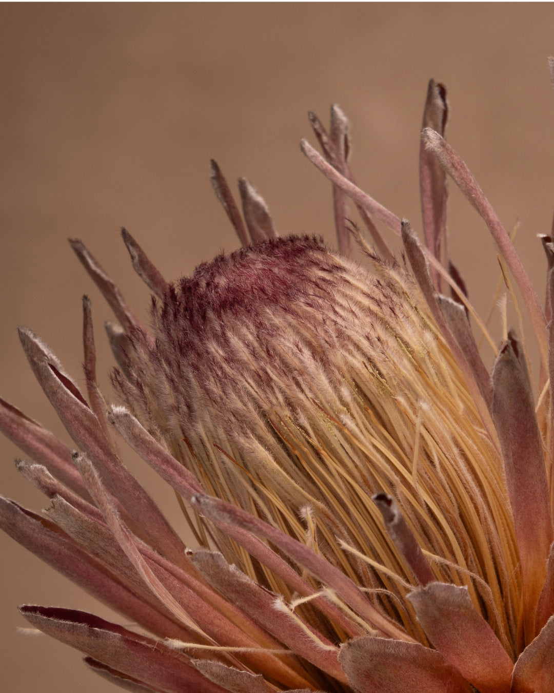 Protea laurifolia 'Rose Mink' with gray-green laurel-like leaves. Large flowers heads appearing silvery-pink bacts tipped with black and white hairs. This one is Captivating!