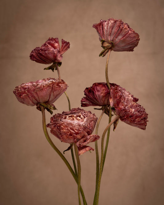 Pastel Rose in color these extraordinary blooms captivate with their perfectly subtle coloring. Each petal transitions from the sweetest pink to a cozy beige vein, creating a stunning visual effect.